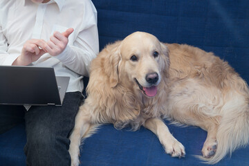Dog,Golden Retriever,a laptop and the owner of the dog on the couch.