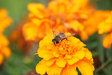 insects pollinate plants
