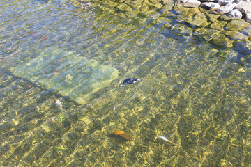 Turtle and fish swim in the pond