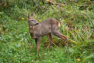 Naklejka na ściany i meble adult specimen of female roe deer