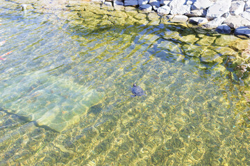 Turtle and fish swim in the pond