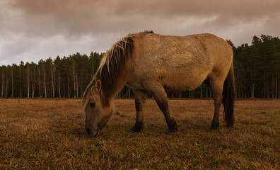 Wild Horses, golden hour in the nature reserve. Engure