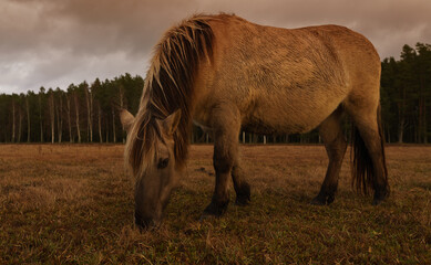 Fototapeta premium Wild Horses, golden hour in the nature reserve. Engure