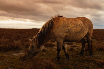 Fototapeta premium Wild Horses, golden hour in the nature reserve. Engure