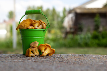 Metal green bucket of fresh chanterelle mushrooms, green grass on background