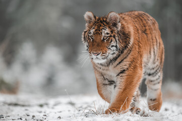 Siberian tiger (female, Panthera tigris altaica) walking, front view. A dangerous beast in its natural habitat. In the forest in winter, it is snow and cold.