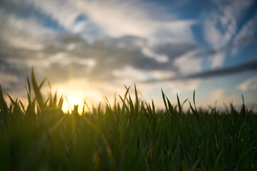View of the sunset through the leaves of green grass. Blue sky turning golden. Shallow depth of field. Sun rays. Green grass leaves.