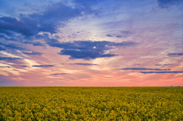 Extensive field with yellow flowering rapeseed. Colorful clouds in the sky, sunset. A landscape full of yellow flowers that plunder the soil in Europe.