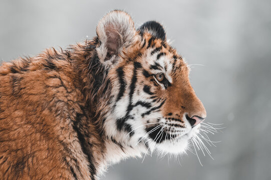 Close-up portrait of a Siberian tiger (female, Panthera tigris altaica). Side view, photographed in nature, snow can be seen in the background. Shallow depth of field, blurred background.