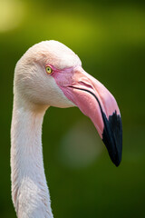 Closeup flamingo head and long beak