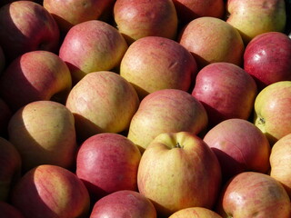 Äpfel in gelb-rot