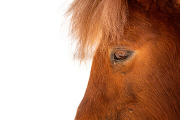 Closeup of Miniature Horse Face Profile