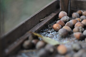 hazelnuts on a table
