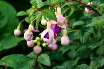 Beautiful flowers of white-lilac fuchsia in the summer garden.