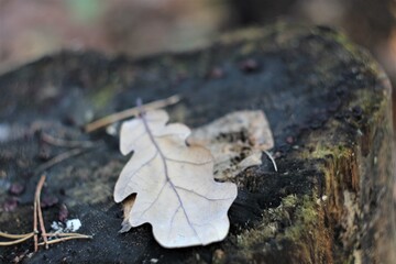 leaf on a tree