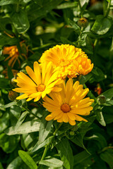 Bright yellow flowers of calendula on a flower bed in a summer garden.