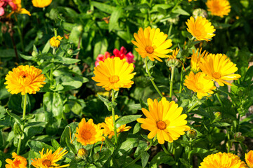 Bright yellow flowers of calendula on a flower bed in a summer garden.