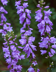 Obraz premium Campanula persicifolia flower blooming.