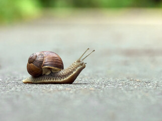 Slow grape snail crawl on the asphalt in the park