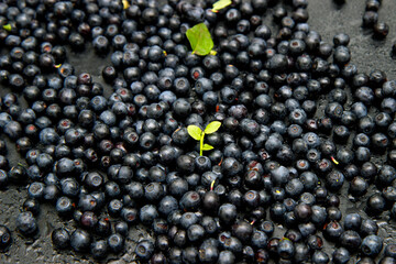 Ripe and tasty blueberries with green leaves on dark background. Bilberries close-up. Copy space for your text. Healthy food