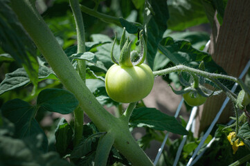 Green tomatoes plantation. Organic farming, young tomato plants growth in greenhouse.