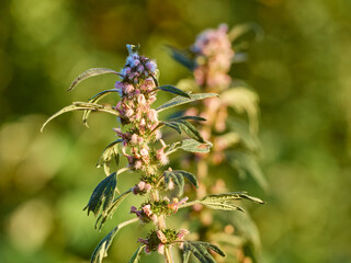 Blooming branches of motherwort herb.