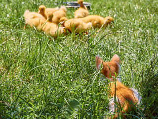Obraz premium Small ginger kitten hunts ducklings in the grass. The cat sits in ambush for the ducks.