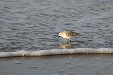 a beautiful white sanderling is walking in the sea water along a wave at the waterline at the sandy beach at the dutch coast in winter