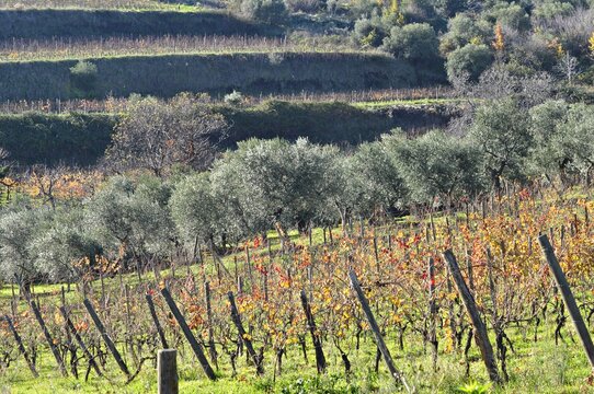Vigneti aglianico e Uliveti - Vulture