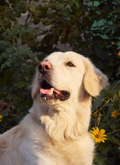 Cute retriever on the nature background.