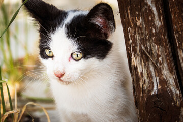 White cat looking away