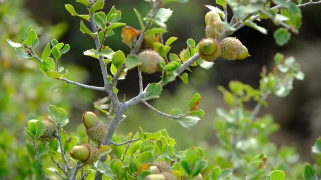 Acorns on the branch of an oak tree swaying in the wind
