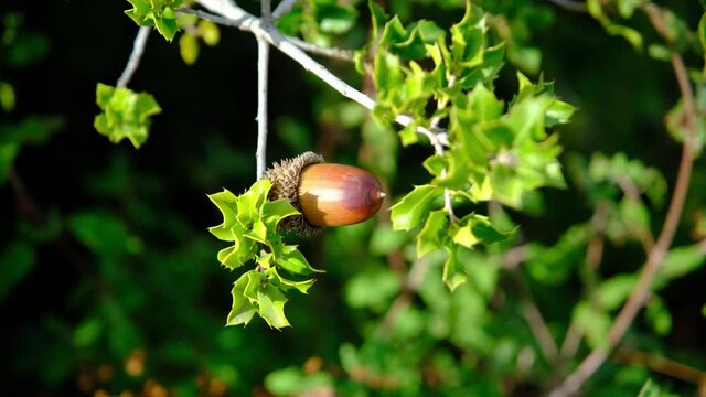 Acorns on the branch of an oak tree swaying in the wind
