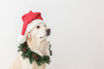 golden retriever in santa hat and christmas wreath on a white background 