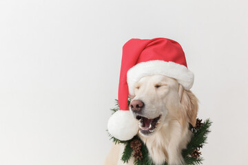 golden retriever in santa hat and christmas wreath smiling on a white background