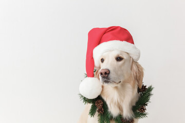 golden retriever in santa hat and christmas wreath on a white background close up