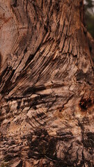 Peruvian nature close up