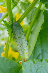 Mature cucumbers in the greenhouse hanging on a branch