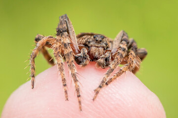 Small spider resting on a persons finger