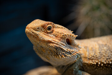close-up of a colorful bearded dragon in a vivarium. green bokeh in the background with cactus.