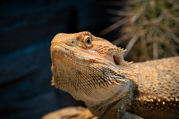 close-up of a colorful pogona in a vivarium. green bokeh in the background with cactus.