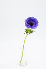 One blue anemones in a glass beaker on a pale gray background.