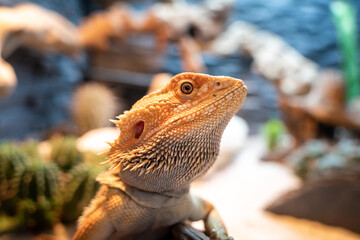 close-up of a yellow colorful pogona standing on a branch in a vivarium