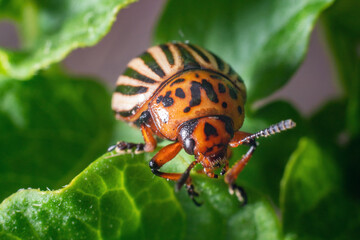 Crop pest, the Colorado potato beetle sits on the leaves of potatoes