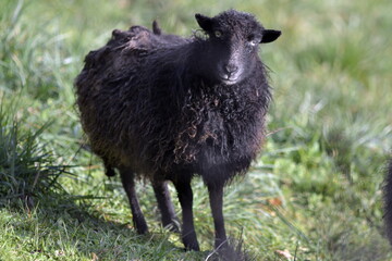 Black sheep in green field stares at camera