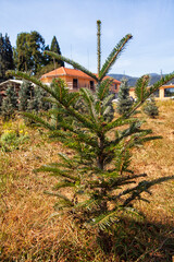 Nursery for pine trees - picea pungens, cedrus atlantica, abies concolor and other trees