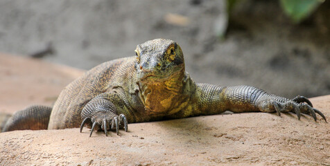 Komodo Dragon basking on a rock