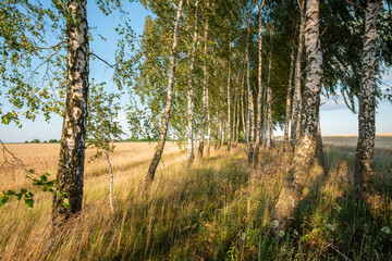 Birch trees in the evening in summer against the background of grain field. Blue sky, beautiful sunlight, lighted plants with long shadows.