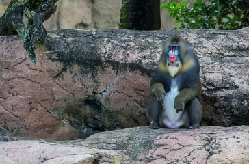 Mandrill sitting on a rock 