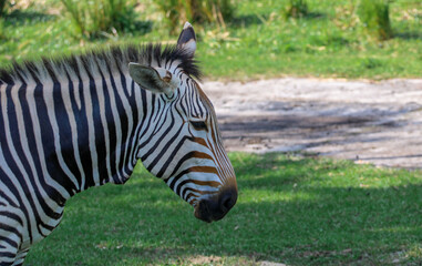 Fototapeta na wymiar Zebra Portrait 